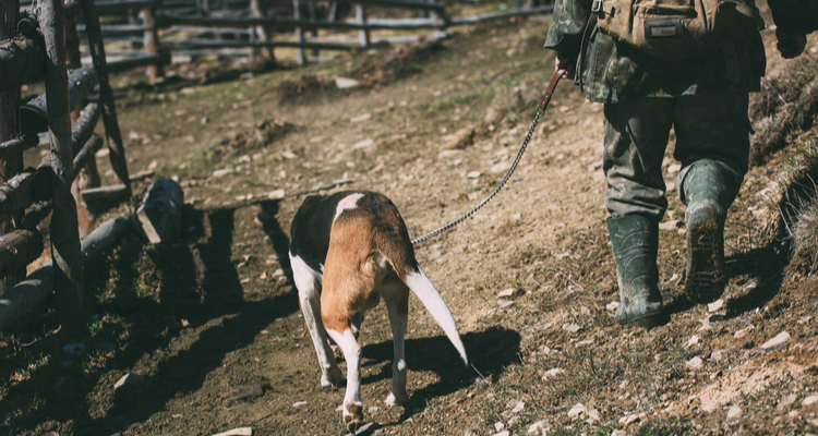 Drone helpt met redden van verdwaalde Canadese wandelaar en zijn hond